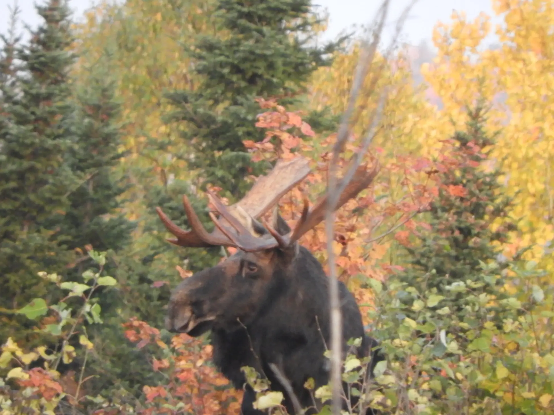 A bull moose in the edge of the woods. Antlers all ready for rut. Maine Moose Tour guests watching from safety.