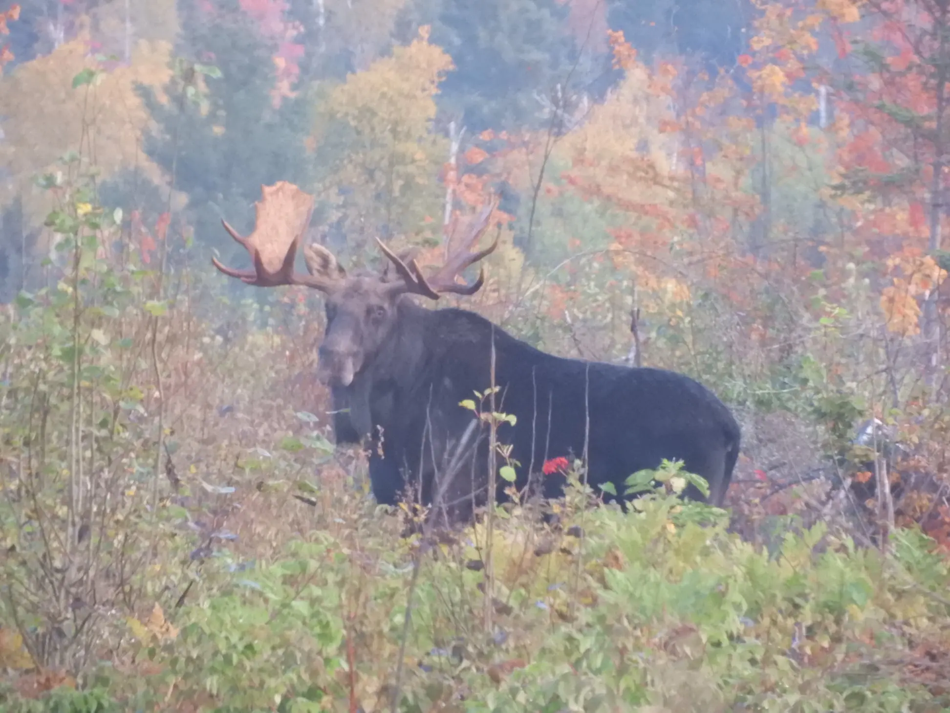 A moose is standing in the brush while guests watch from a vehicle on a moose safari.