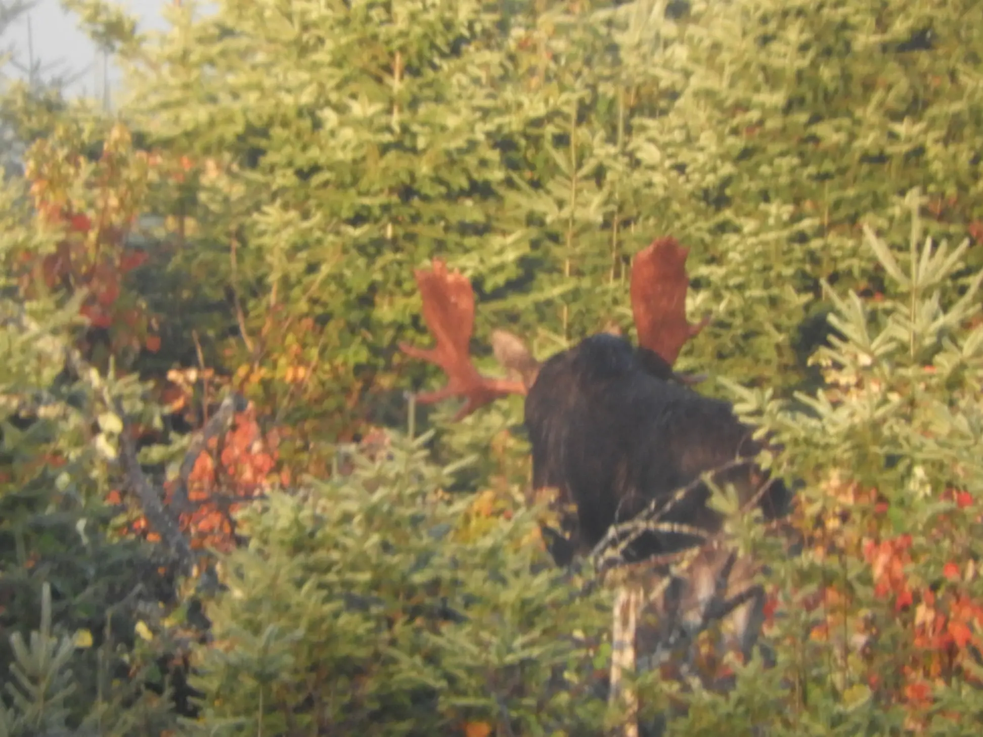 A bull moose is standing in the bushes and trees his antlers still bloody from shedding velvet. Guests loved watching him rub his antlers on bushes while on their wildlife tour.