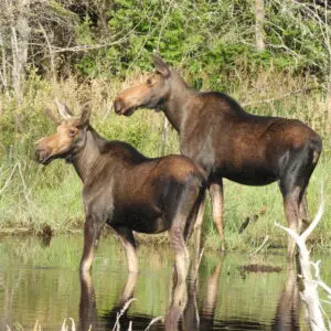 Two moose standing in shallow water near trees on the backroads of Greenville, Maine.