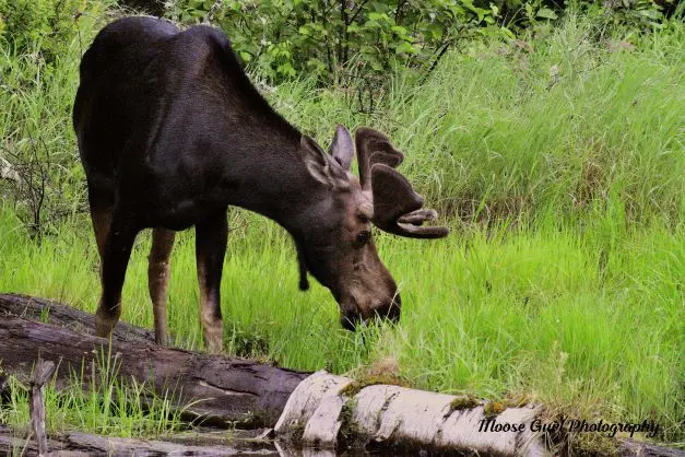Bull Moose Feeding on Water during A Greenville Moose Tour