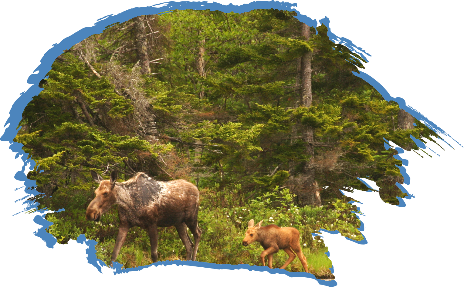 Cow Moose and Baby with Moosehead Area Guide Service A female moose walking along the forests edge as her new spring baby follows close behind