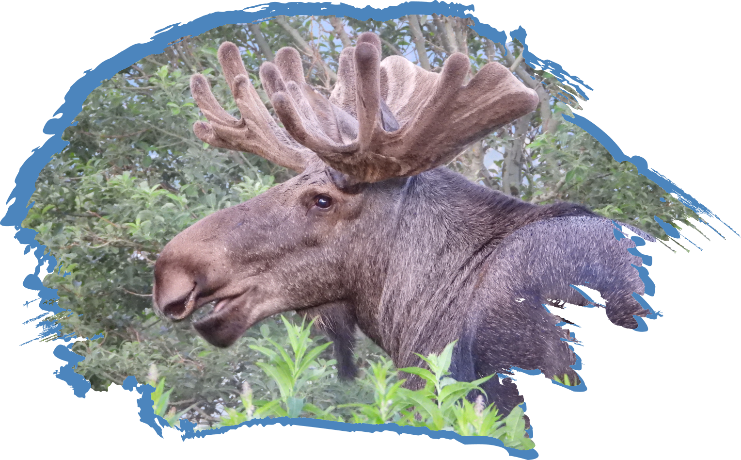 Bull in the bush Bull moose eating in the luscious green brush of the spring.