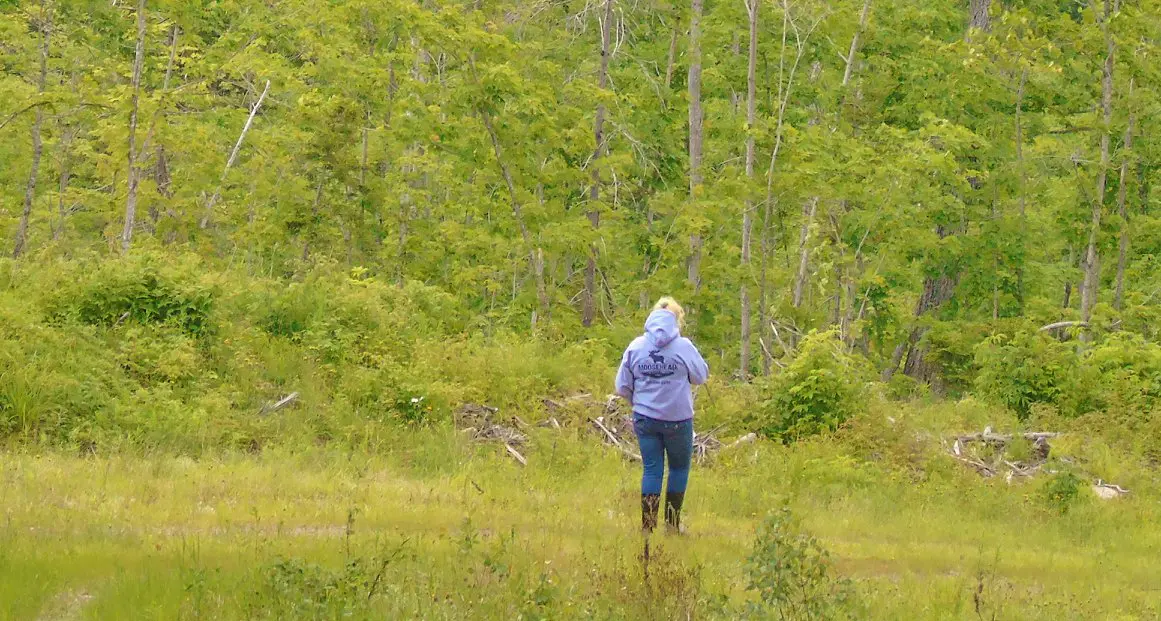 Moose Gurl looking for Moose Signs along the woods edge