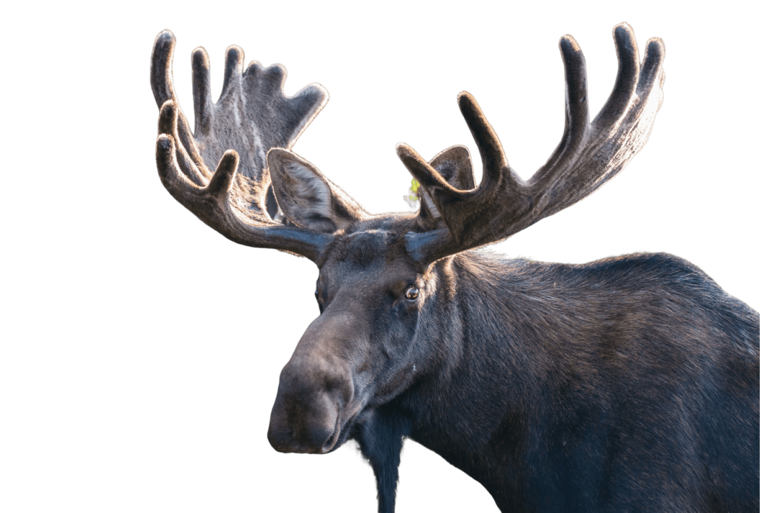 A majestic moose with large antlers.