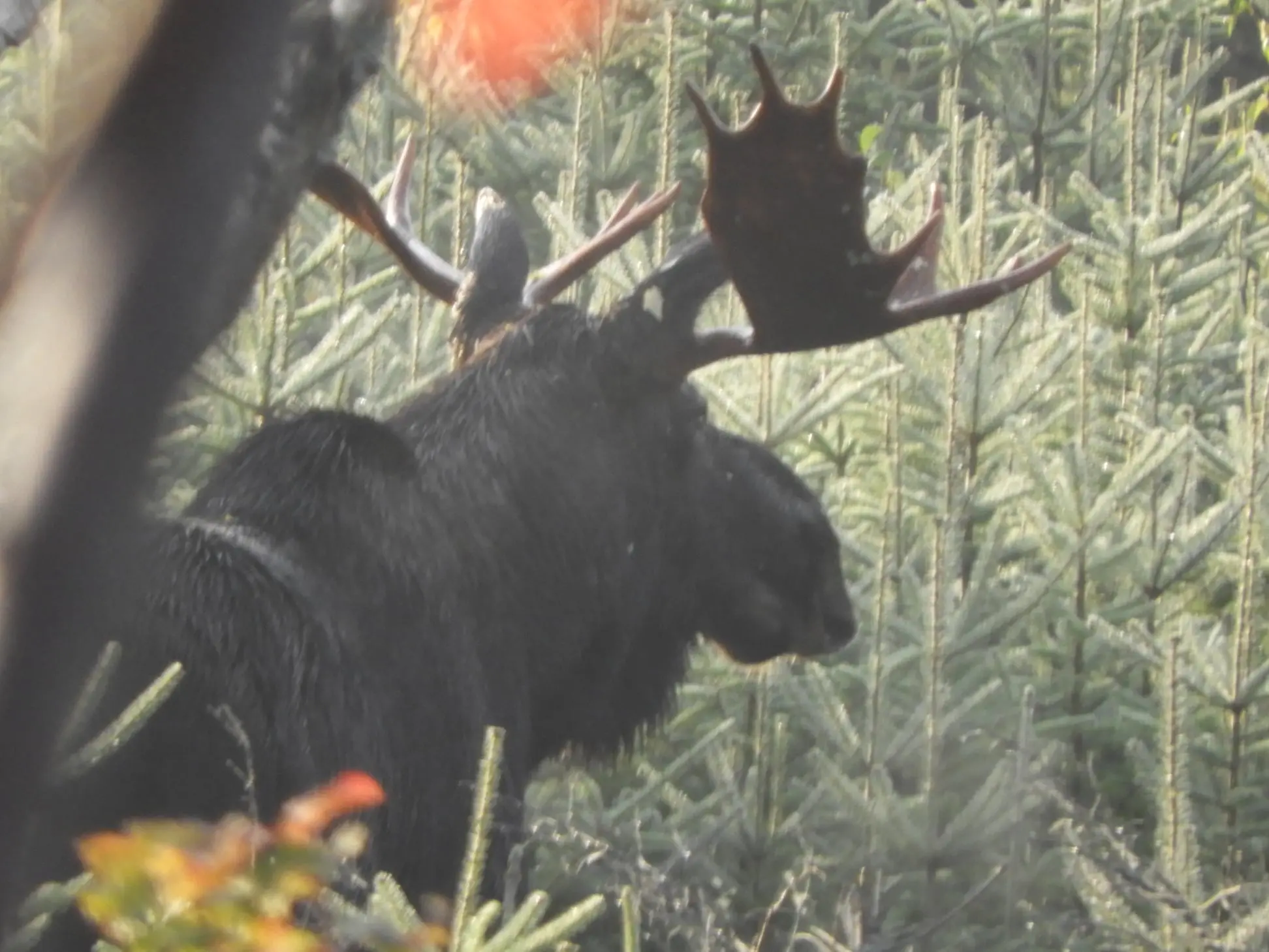 A moose is standing in the middle of a forest.