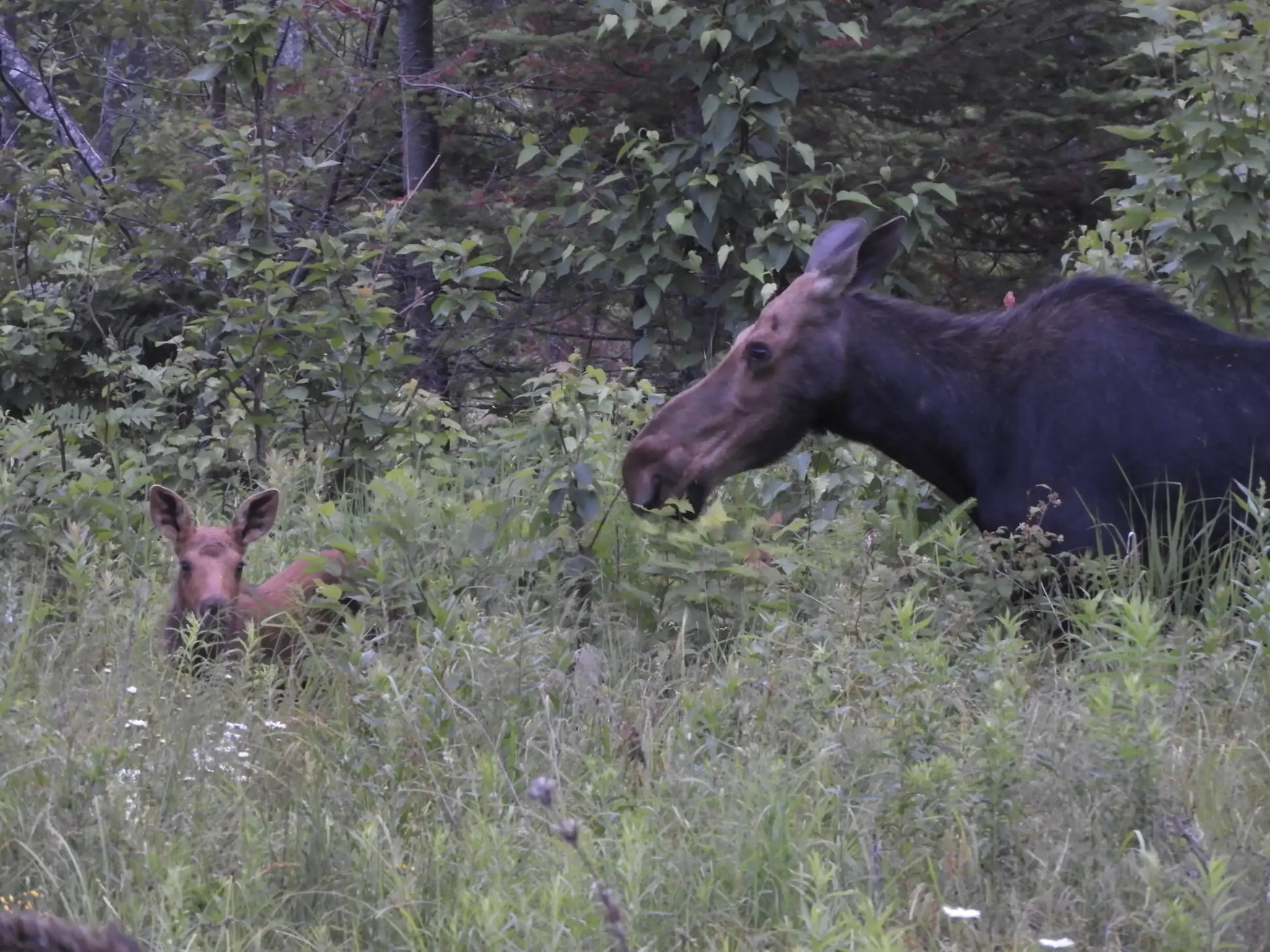 A moose and its baby in the woods.