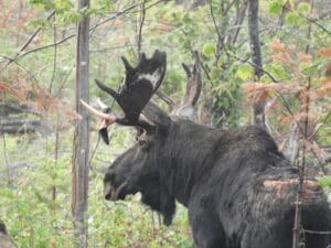 A moose with large antlers shedding velvet in the woods. Guests safely watching from the vehcile on a Moose Safari in Moosehead Lake, Maine
