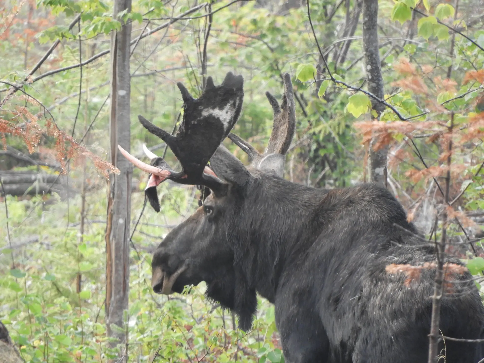 A moose with large antlers in the woods.