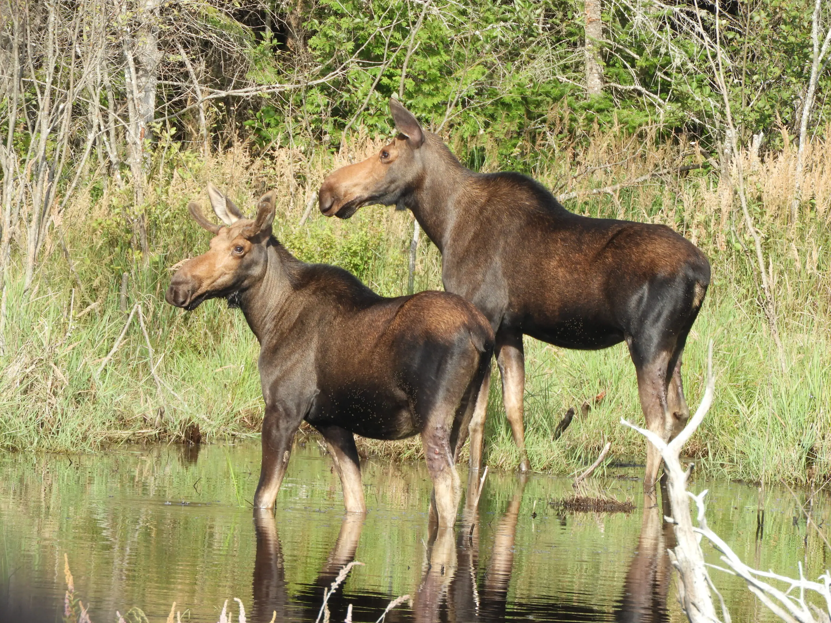 Two moose standing in shallow water near trees.