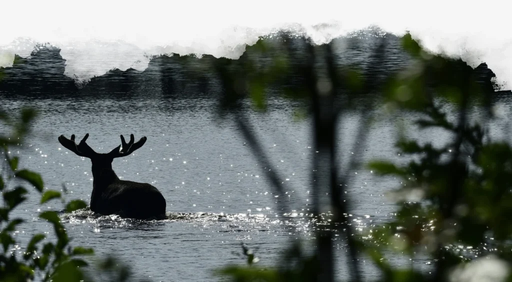 A moose is swimming in the water on Moosehead Lake
