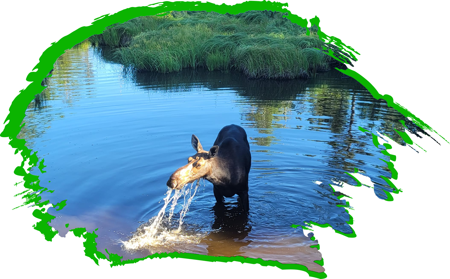 A cow moose is feeding from the pond.