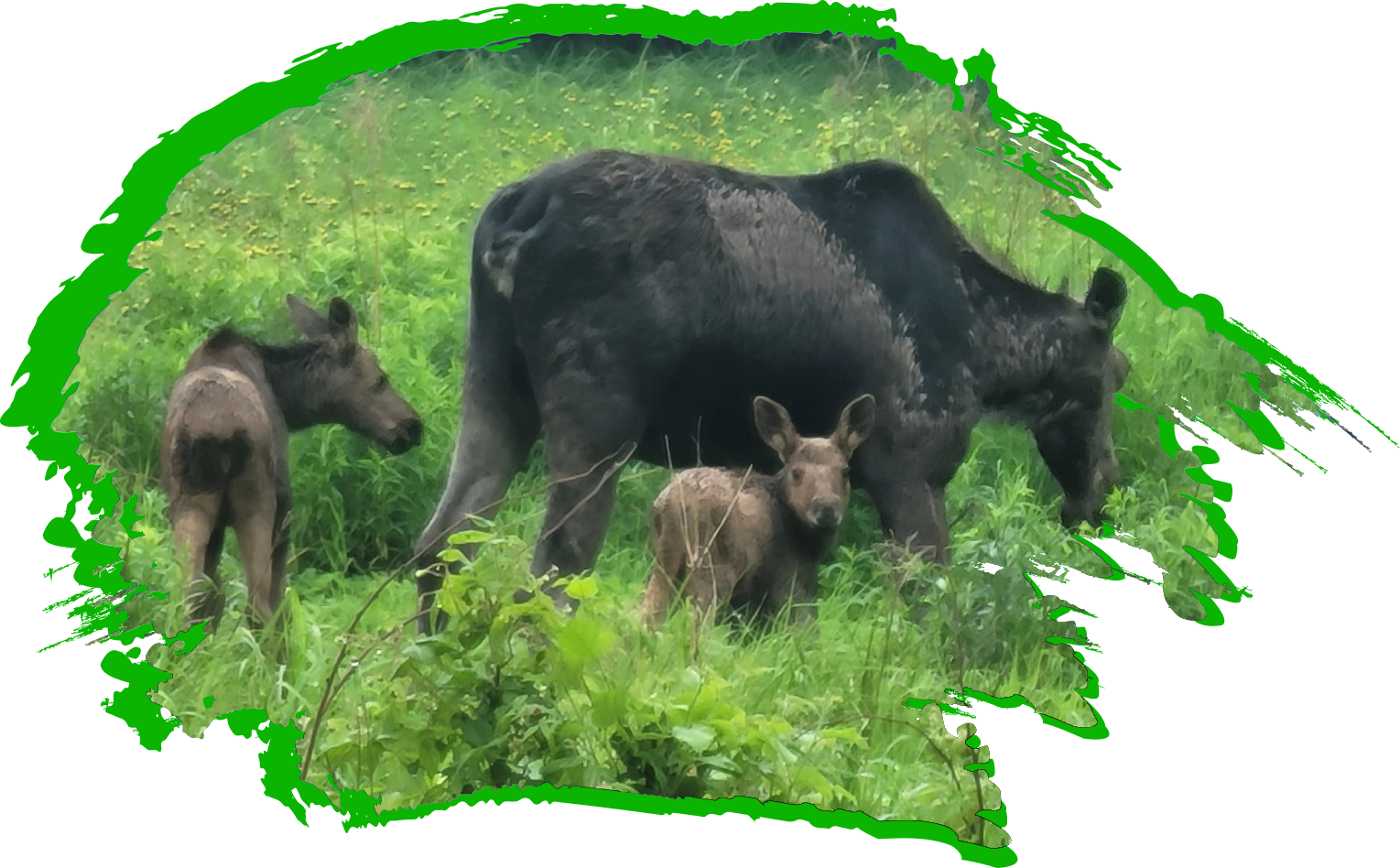 Cow moose with twins feeding