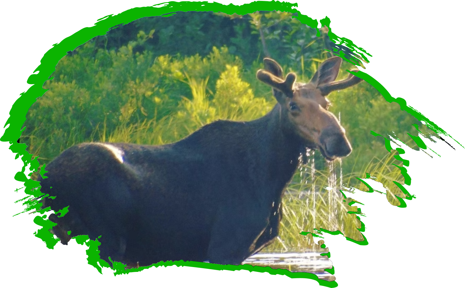 A moose is standing in the grass near some water.