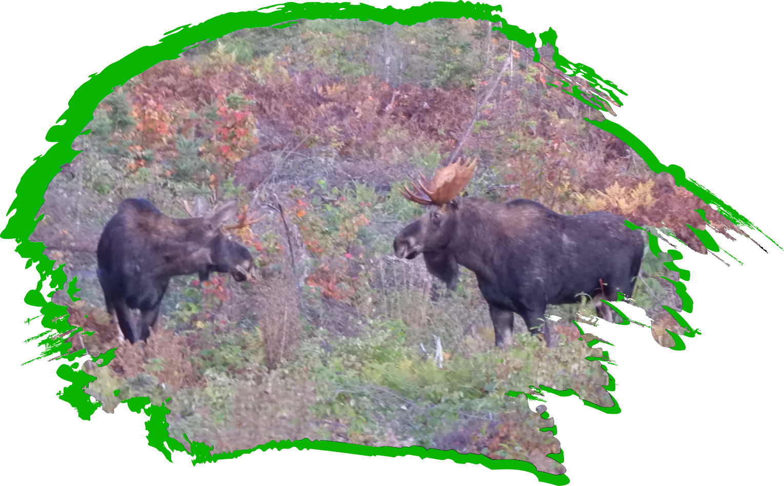 Two moose are walking through the grass.