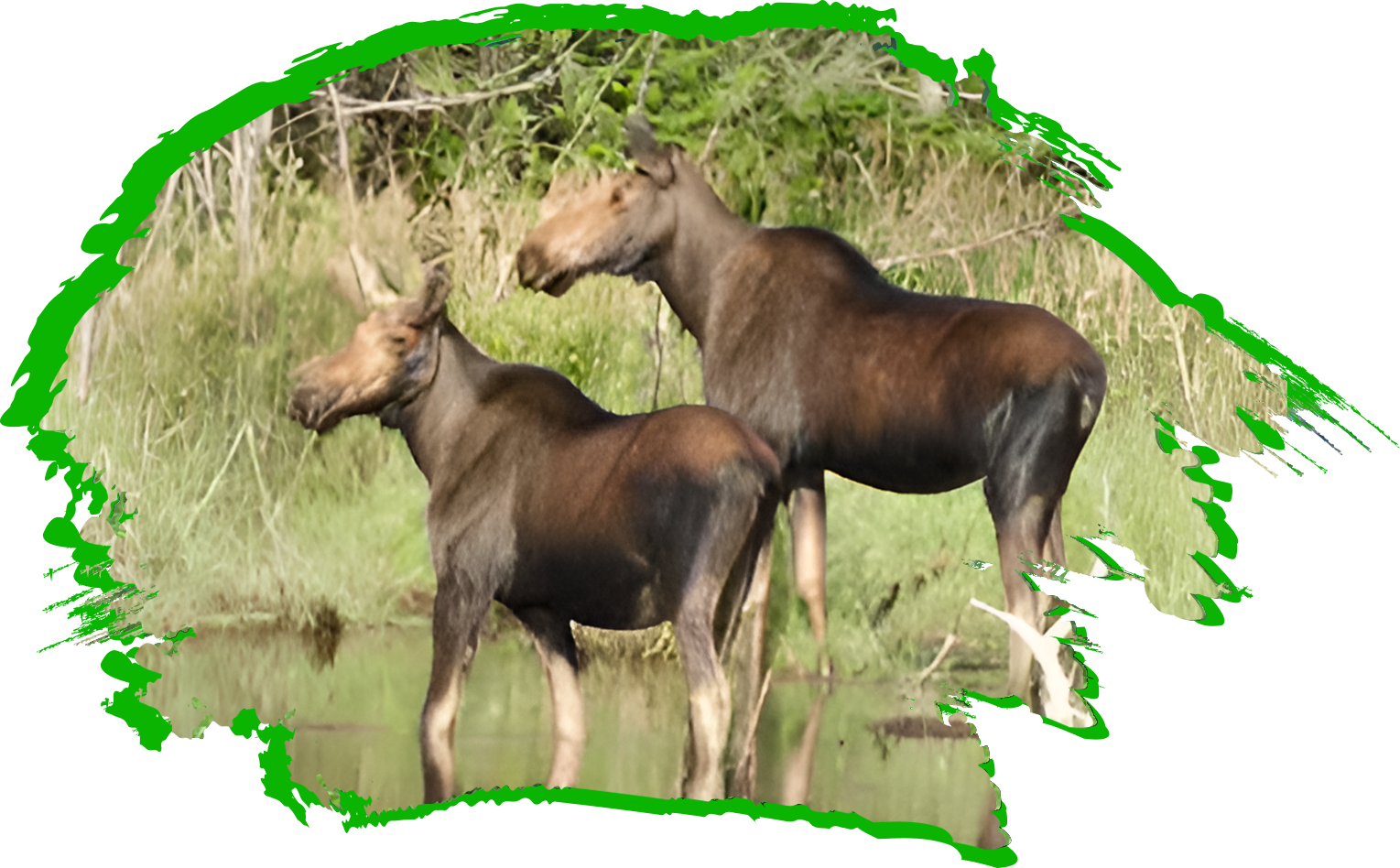 Two moose standing in a body of water