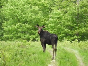 Bull Moose standing on a grassy path on an Maine Moose Tour Greenville, Maine