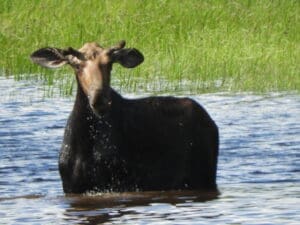 Moose standing in a wetland area on a Greenville, Maine Moose Tour