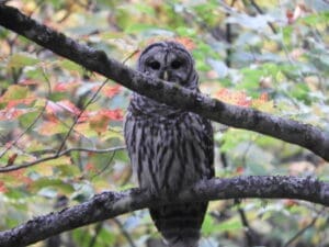 Owl perched on a branch surrounded by leaves.