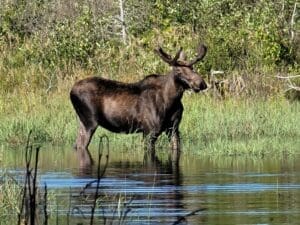 Bull Moose Feeding on Waters Edge on a Maine with Moose Tour with Moosehead Area Guide Service in the Destination Moosehead Lake Area