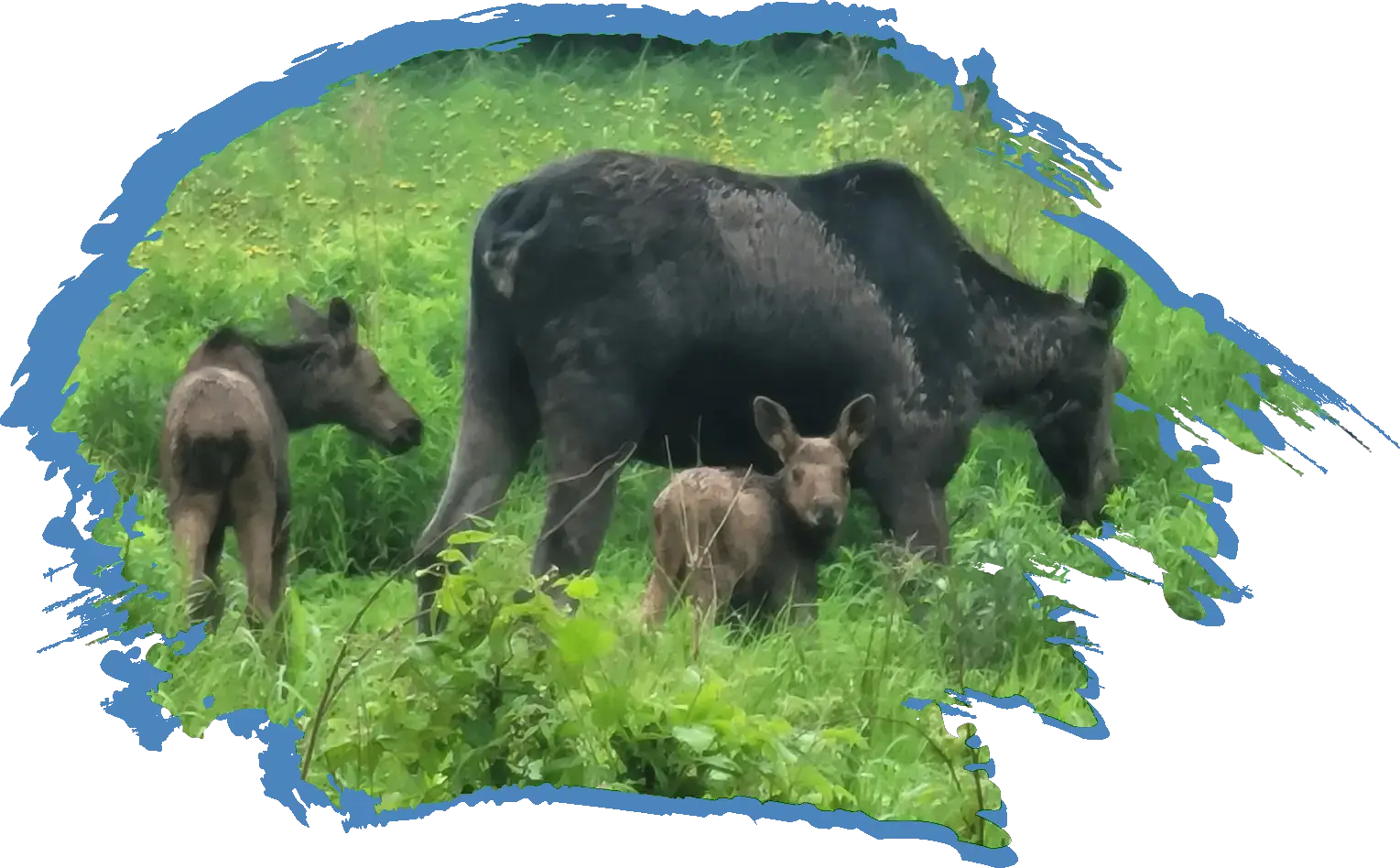 Two for one A mother moose and her two babies feeding in brush in the spring time