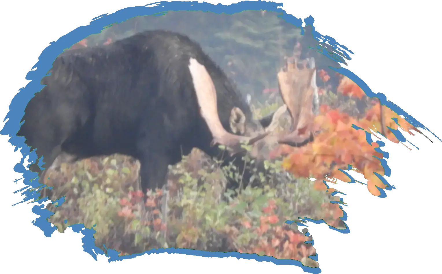 Feeling the Fall Colors Big Bull Moose in the colorful fall foliage of the greater Moosehead Lake Area with a Mountain in the backdrop