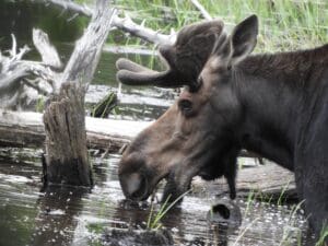 BMoose feeding near logs in the water during a guided moose tour in Moosehead Lake Maine