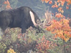 Moose walking through fall foliage during a moose tour in Moosehead Lake Maine