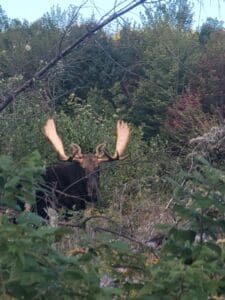 A bull moose out of velvet on a moose tour Greenville, Maine