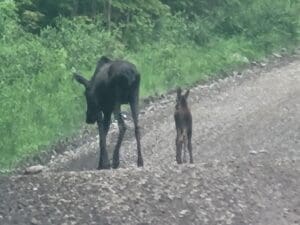 Momma Moose and Baby walking down the left side of the road in the early morningon a Moosehead Lake Moose Tour