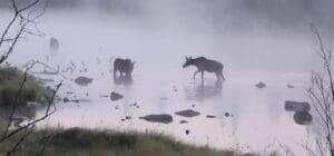 Moose standing in morning fog during a Moosehead Lake Kokadjo moose tour in Maine