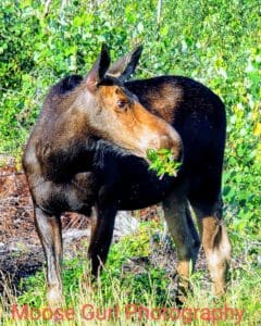 A cow eating vegetation in the Maine Woods on a Moosehead Lake Moose Tour