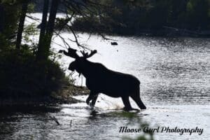 Moose walking through water during a moose tour in Moosehead Lake Maine Area