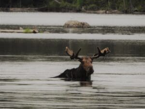 Bull moose swimming on Moosehead lake