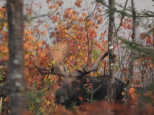 A Bull in the Brush seen by guests on a Moosehead Lake Maine Moose Tour