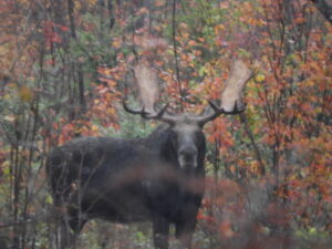 Bull standing in fall colors on a moose tour in Maine