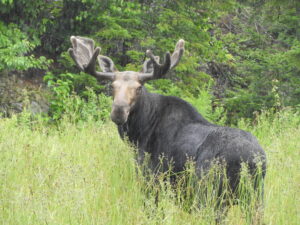 Guests Saw this Bull Moose on tour in the Moosehead Lake Region