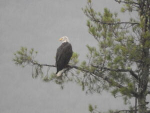 Bald eagle perched in a tree in the Moosehead Lake region of Maine
