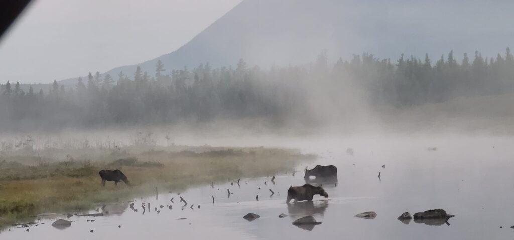 Moose grazing near misty water and forest.