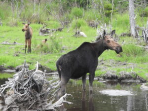 Cow moose with her twins feeding on a swamp edge on a Moosehead Lake Moose Tour