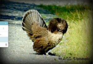 A Ruffed Grouse was spotted along side of the road on a Moose Tour in the Moosehead Lake Region of Maine
