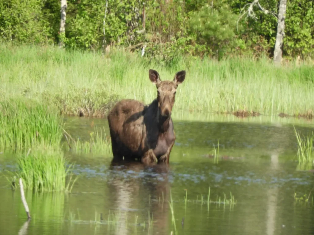 moose standing in water in Maine Moosehead Lake region during summer