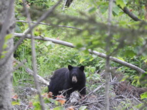 Black bear spotted in the woods near Moosehead Lake Maine