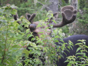 Moose partially hidden in brush during a Moosehead Lake moose tour
