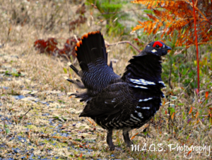 Maine Spruce Grouse on a moose tour in maine